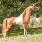 Lot Sa Funs Tru Snapshot
2011 AMHA World Reserve Champion Open Sr. Stallion